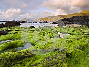 Seascape with algae in the foreground.