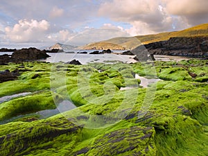 Seascape with algae in the foreground. photo
