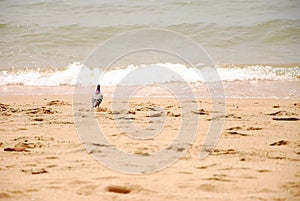Seascape and bird in east of Thailand
