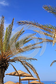 Seascape with blue sky, palm tree