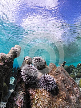 Seascape of Bonaire with Sea Urchins