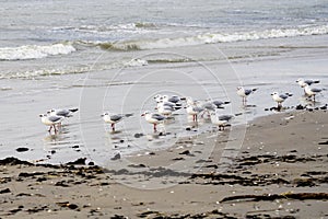 Seascape with brown seagrass on sandy beach and black-headed gulls in winter form with a white head