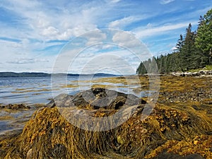 Seascape and coast of Warren Island State Park, Maine