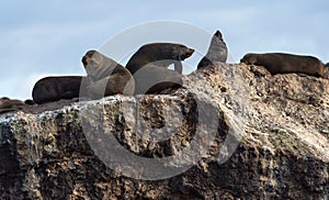 Seascape. The colony of seals  Cape Fur Seals  on the rocky island in the ocean.  Mossel bay. South Africa