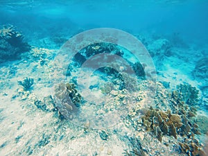 Seascape of coral reef in the Caribbean Sea around Curacao