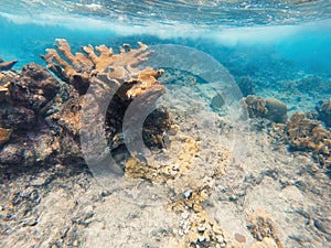 Seascape of coral reef in the Caribbean Sea around Curacao