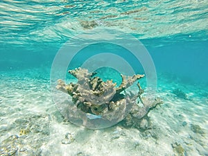 Seascape of coral reef in the Caribbean Sea around Curacao