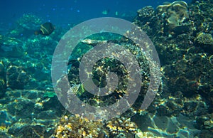 Seascape with coral reef. Tropical seashore inhabitants underwater photo.