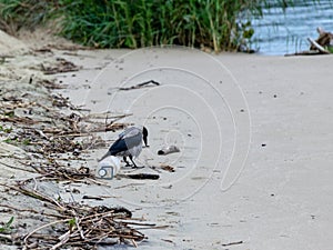 Seascape with a crow, empty plastic bottle, calm sea water, sand and dry branches of trees