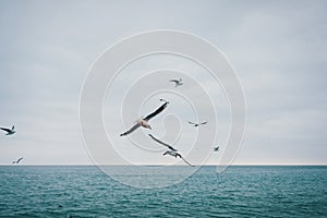 Seascape with flying seagulls