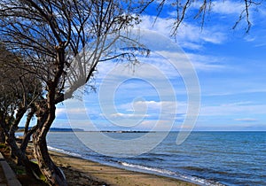 Seascape in Greece. Tamarisk trees in the beach, blue sea