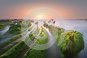 Seascape of green sea moss on rocks in Barrika at sunset