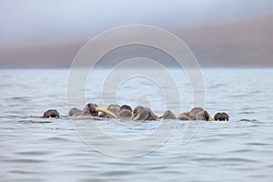 Seascape with a herd of walruses (Odobenus rosmarus)