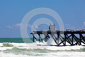 Seascape with jetty and seagulls