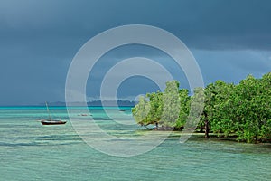 Seascape with mangrove trees