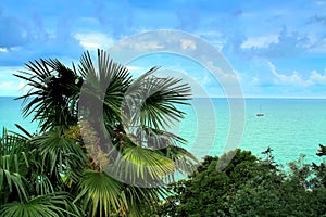 Seascape. Palm tree at the sea