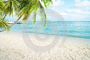 Seascape with palm tree, tropical beach background