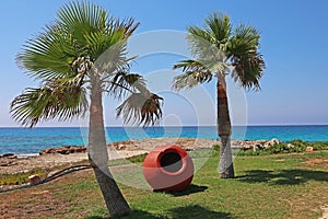 Seascape with palm trees in Cyprus photo