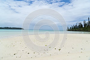 Seascape of Pines Island, new caledonia with turquoise sea and typical araucaria trees