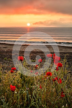 Seascape with poppies