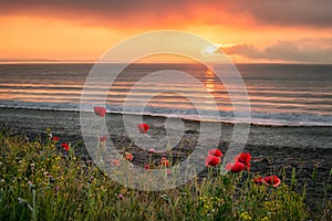 Seascape with poppies