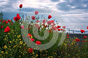 Seascape with poppies / Magnificent sunrise view with beautiful poppies on the beach near Burgas, Bulgaria