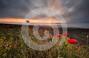 Seascape with poppies