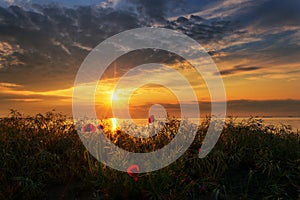 Seascape with poppies / Magnificent sunrise view with beautiful poppies on the beach near Burgas, Bulgaria