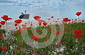 Seascape with red poppies on the Black Sea. Landmark attraction in Costinesti, Romania: Evangelia shipwreck