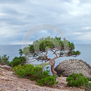 Seascape with rocks