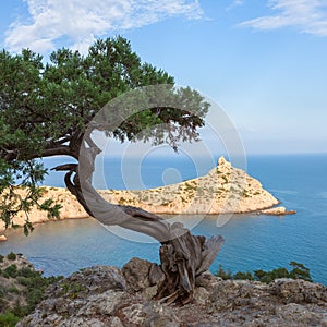 Seascape with rocks