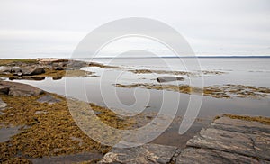 Seascape with rocky shore and algae