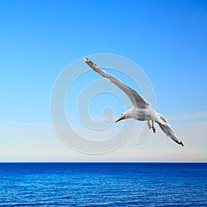 Seascape with seagull