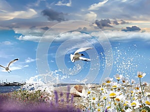 seascape seagull and seashell , sea water blue sky white clouds  and ocean summer nature landscape