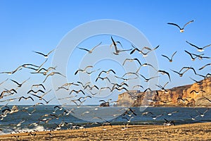 Seascape with seagulls flying at Nazare beach