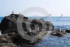 Seascape and seagulls on rocks