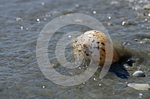 Seascape with shell on the beach, covered by water. Summer, sea, sun, beach, fine sand - Black Sea, landmark attraction in Romania