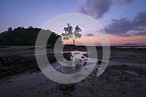 Seascape shoreline sunset landscape view with tree and beach at dusk