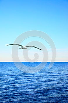 Seascape with soaring sea-gull