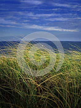 Seascape with tall grass plants waving in the wind against blue cloud filled summer sky on Cape Cod