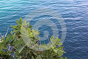 Seascape with vegetation in the foreground