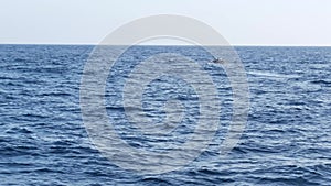 Seascape View from the boat of Grey Whale in Ocean during Whalewatching trip, California, USA. Eschrichtius robustus