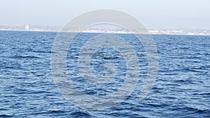 Seascape View from the boat of Grey Whale in Ocean during Whalewatching trip, California, USA. Eschrichtius robustus