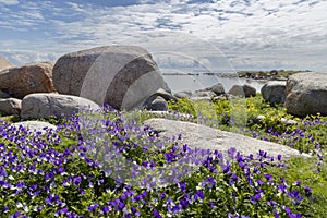Seascape view of Sangelaid island in Kihnu Strait with unique boulders and vibrant spring flowers photo