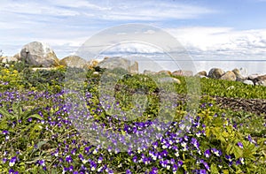 Seascape view of Sangelaid island in Kihnu Strait with unique boulders and vibrant spring flowers photo