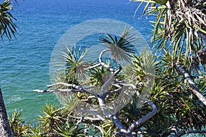 Seascape view through tree branches