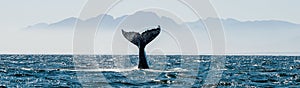 Seascape with Whale tail photo