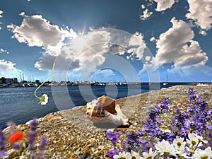 Seascape Wildflowers  daisy  seashell and wild flowers  on stone at beach sea water splash and on horizon yach club harbor blu