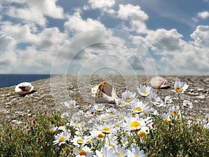 Seascape Wildflowers  daisy   seashell and wild flowers  on stone at beach sea water splash and on horizon yach club harbor blu