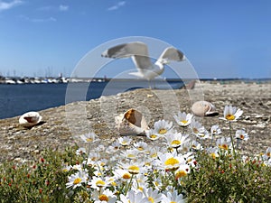 Seascape Wildflowers  daisy   seashell and wild flowers  on stone at beach sea water splash and on horizon yach club harbor blu